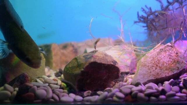 Channa Snakehead Fish Inspecting Sinking Food in Vibrant Blue Aquarium
