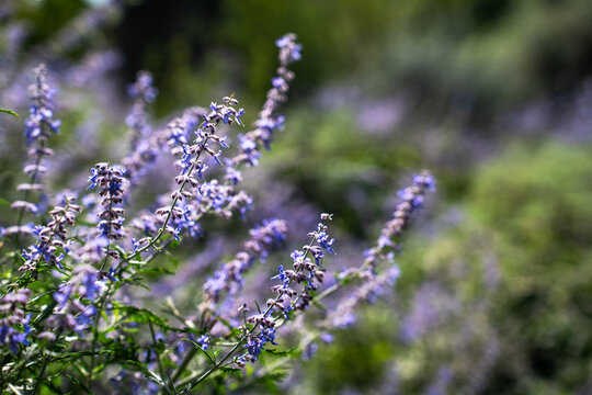 Blossoming purple russian sage flowers plant macro branch bokeh texture vertical view.
