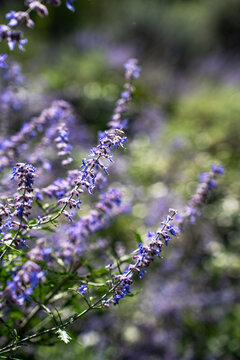 Blossoming purple russian sage flowers plant macro branch bokeh texture vertical view.
