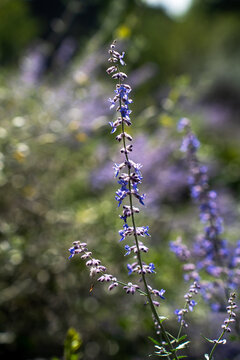 Blossoming purple russian sage flowers plant macro branch bokeh texture vertical view.

