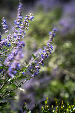 Blossoming purple russian sage flowers plant macro branch bokeh texture vertical view.
