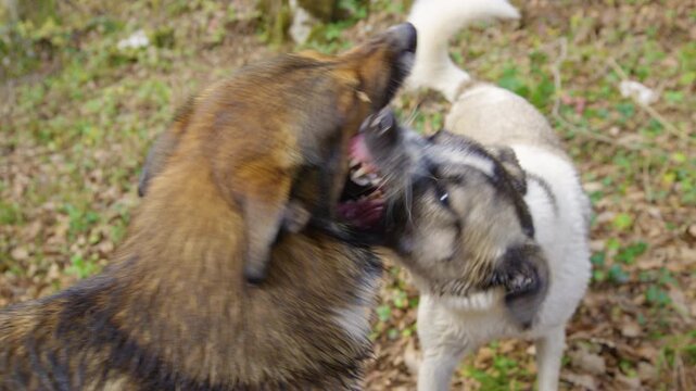 CLOSE UP: Two dogs in playful mock fight in a forest strewn with fallen leaves. Both mixed breeds show their teeth and growl at each other. Lively canine energy and rich autumn color in the woods.