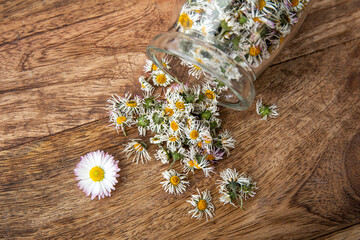 Dried herbal medicinal plant common daisy blossoms, also known as Bellis Perennis. Dried flower blossoms in glass jar and scattered on wood board background. © FotoHelin
