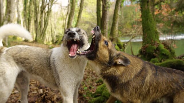 CLOSE UP: Two wet mixed breed dogs face each other with open mouths and visible teeth during playful fight beside a forest river. Canine friends roughhouse, surrounded by autumn trees and mossy ground