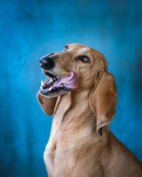 Hunting dog licks its muzzle