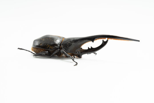 Side view of a male Hercules beetle (Dynastes hercules) with massive horns. Isolated on white background. Macro nature and entomology concepts.