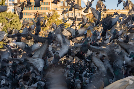 Flying pigeons birds flock on traditional european town public square vertical view.
