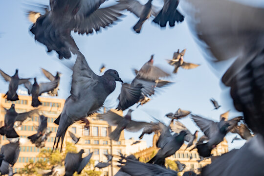 Flying pigeons birds flock on traditional european town public square vertical view.
