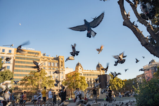 Flying pigeons birds flock on traditional european town public square vertical view.
