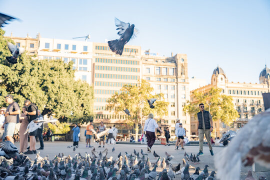 Flying pigeons birds flock on traditional european town public square vertical view.
