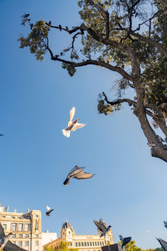 Flying pigeons birds flock on traditional european town public square vertical view.
