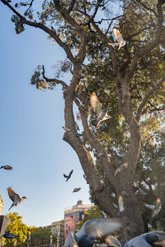 Flying pigeons birds flock on traditional european town public square vertical view.
