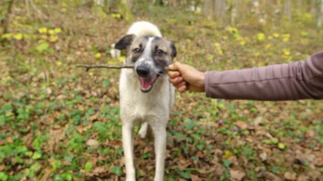 CLOSE UP: Playful white mixed breed dog takes a small stick from a human hand in an autumn forest. Fallen leaves, soft sunlight and natural woodland surroundings during a walk in Dolenjska, Slovenia.