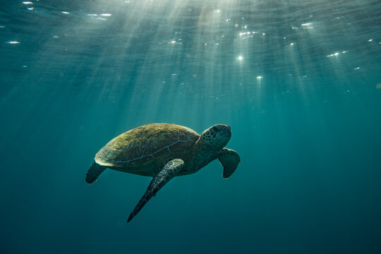 Side view of a Turtle swimming underwater in the dappled waters of Lady Elliot Island, Great Barrier Reef, Queensland, Australia