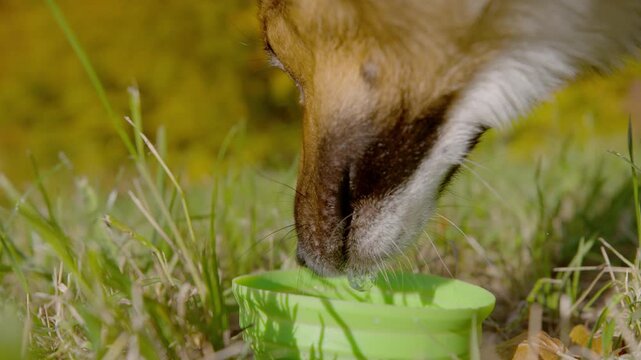 CLOSE UP, SLOW MOTION: Dog lapping water from bright green portable bowl set in grass during an autumn walk. Curled tongue, wet muzzle and tiny bubbles during a refreshing pause outdoors on sunny day.