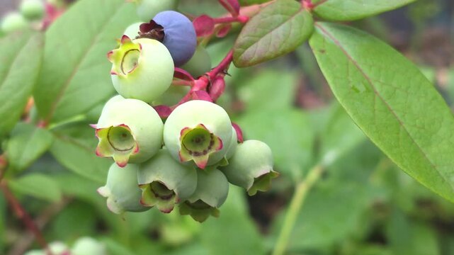 Growing blueberries in a garden in spring with green leaves and ripe fruit visible