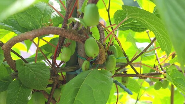 Growing  actinidia on a vine in a garden during summer