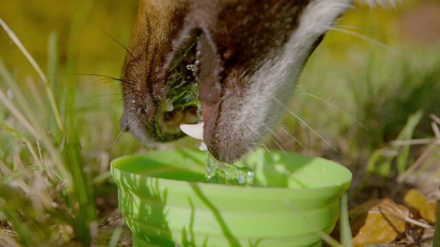 CLOSE UP, SLOW MOTION: Shepherd dog drinks from a green collapsible bowl in grassy woodland. Sunlight highlights the wet fur, whiskers and water droplets during canine hydration on an autumn walk.