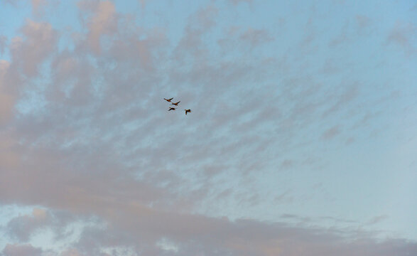 Birds flying in a blue bright sky after sunrise in summer, Almere, Flevoland, the Netherlands, July, 2026