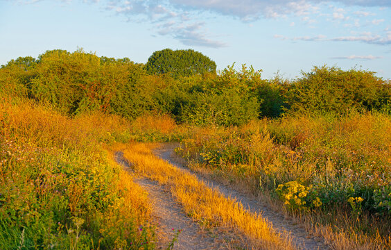Nature at sunrise on a bright day in summer, Almere, Flevoland, the Netherlands, July, 2026