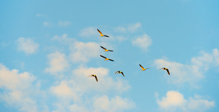 Birds flying in a blue bright sky after sunrise in summer, Almere, Flevoland, the Netherlands, July, 2026