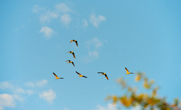 Birds flying in a blue bright sky after sunrise in summer, Almere, Flevoland, the Netherlands, July, 2026