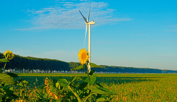 Wild flowers in a field in bright sunlight in summer, Almere, Flevoland, the Netherlands, July, 2026