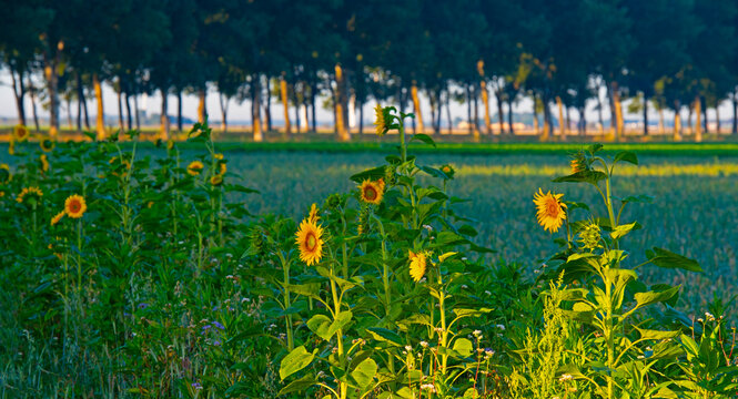 Wild flowers in a field in bright sunlight in summer, Almere, Flevoland, the Netherlands, July, 2026