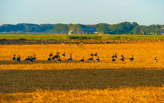 Nature at sunrise on a bright day in summer, Almere, Flevoland, the Netherlands, July, 2026