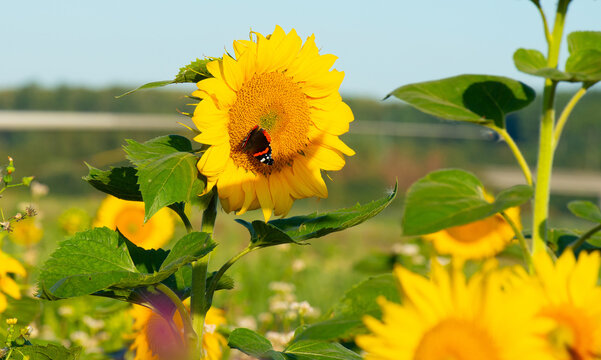 Wild flowers in a field in bright sunlight in summer, Almere, Flevoland, the Netherlands, July, 2026
