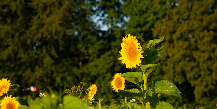 Wild flowers in a field in bright sunlight in summer, Almere, Flevoland, the Netherlands, July, 2026