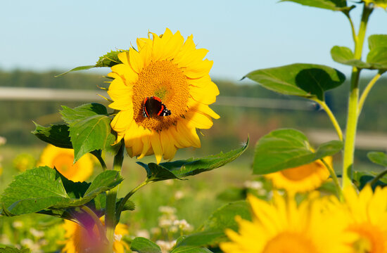 Wild flowers in a field in bright sunlight in summer, Almere, Flevoland, the Netherlands, July, 2026
