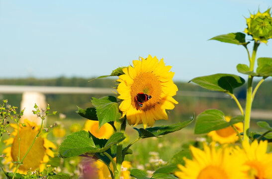 Wild flowers in a field in bright sunlight in summer, Almere, Flevoland, the Netherlands, July, 2026