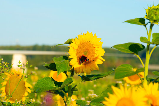 Wild flowers in a field in bright sunlight in summer, Almere, Flevoland, the Netherlands, July, 2026