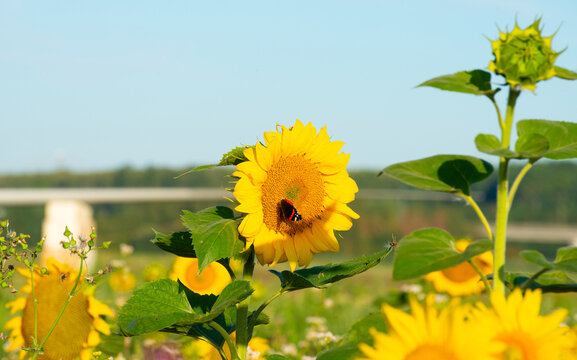 Wild flowers in a field in bright sunlight in summer, Almere, Flevoland, the Netherlands, July, 2026