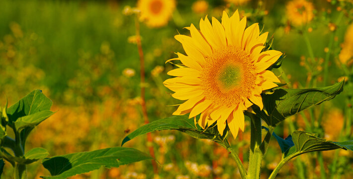 Wild flowers in a field in bright sunlight in summer, Almere, Flevoland, the Netherlands, July, 2026