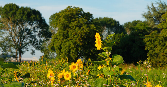 Wild flowers in a field in bright sunlight in summer, Almere, Flevoland, the Netherlands, July, 2026
