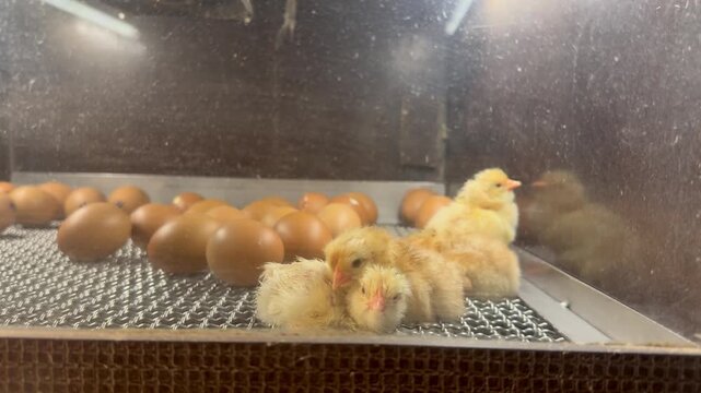 Newly hatched yellow chicks inside an egg incubator