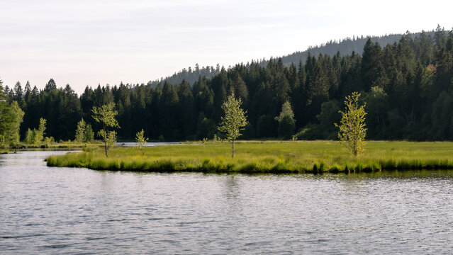 Blick auf 3 B&auml;ume am Lac de la T&eacute;nine in den Vogesen im Sommer 