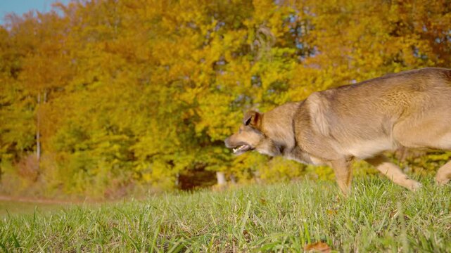 SLOW MOTION: Shepherd dog runs across green meadow grass against a glowing backdrop of golden autumn trees. Athletic motion and canine freedom in the vibrant beauty of a sunny October walk in nature.