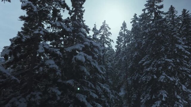 View from a chairlift moving up past snow-covered pine trees and sunlight in a mountain forest. Shot on a smartphone
