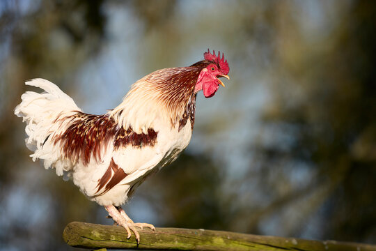 Majestic rooster crowing loudly on a wooden beam, bathed in morning sunlight. Symbolizes dawn, awakening, and rural life.