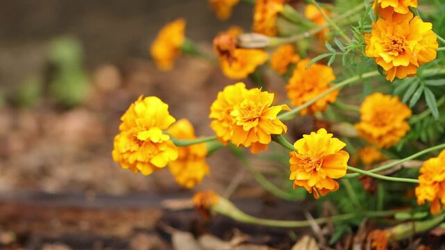 Close-up of the yellow flower of the marigold, orange blossoms of a Tagetes flower, wet blossoms from the rain blowing gently in the wind, green background, Tagetes
