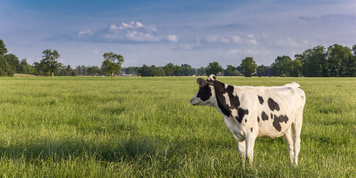 Single black and white cow in a meadow near Groningen, Netherlands
