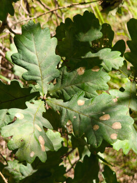 Green Oak Leaves with Natural Galls and Sun Dappled Light in Forest