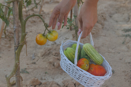 Hands holding a wicker basket full of cucumbers and tomatoes harvested from a garden