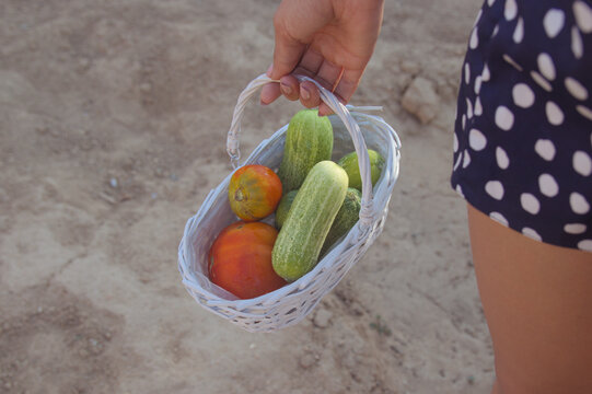 Hands holding a wicker basket full of cucumbers and tomatoes harvested from a garden