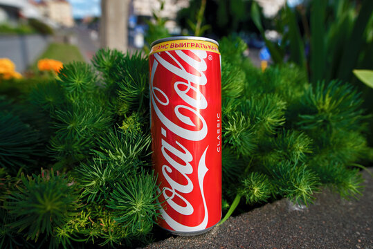 Minsk, Belarus. Aug 7, 2026. Red Coca Cola Classic aluminum can standing upright among dense green spiky foliage plants outdoors in natural daylight with soft shadows.  Red soda can. Selective focus