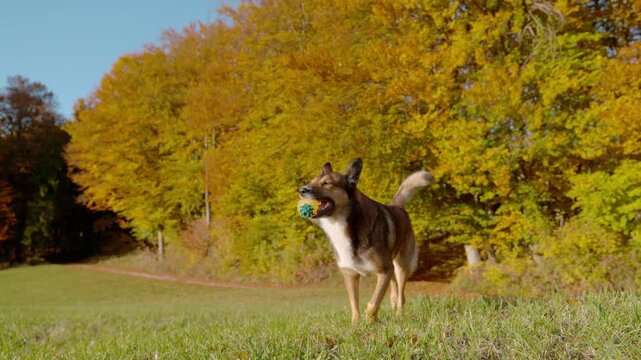 SLOW MOTION: Brown shepherd dog trots through sunny autumn meadow with rubber pineapple toy in its mouth. Golden trees and fresh green grass create vivid fall backdrop, for an energetic fetch session.