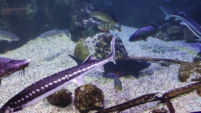 The beauty of an underwater ecosystem within a large aquarium teeming with various freshwater and saltwater fish species, 